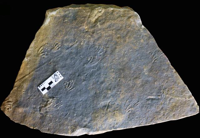 (260228) -- BEIJING, Feb. 28, 2026 (Xinhua) -- This undated file photo provided by Xing Lida, a paleontologist at the China University of Geosciences (Beijing), shows a well-preserved fossilized Jurassic lizard trackway discovered in Asturias, Spain. A team of international scientists from China and Spain has identified two well-preserved fossilized lizard trackways in Asturias, Spain, marking the first record of Jurassic lizard trackways in Europe.
  TO GO WITH "Scientists from Spain, China discover Jurassic lizard tracks in Europe" (Xinhua)
