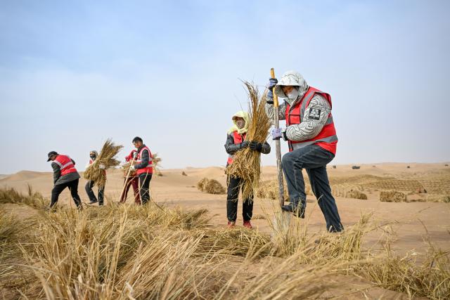 (260228) -- ALXA, Feb. 28, 2026 (Xinhua) -- Workers pave straw checkerboard barriers on sand in Ulan Buh Desert in Alxa League, north China's Inner Mongolia Autonomous Region, on Feb. 28, 2026.
  The Alxa league's sand prevention and control project of this year was launched on Saturday at Ulan Buh Desert, the eighth-largest in China. 
   Located in a key sand-control zone in northern China, Alxa League has implemented integrated sand-control measures combining engineering-based sand stabilization, biological treatment and ecosystems building. Over the past four decades, Alxa League has carried out sand prevention and control across nearly 100 million mu (6.67 million hectares) and will continue to contribute to building an ecological security barrier in northern China. (Xinhua/Bei He)