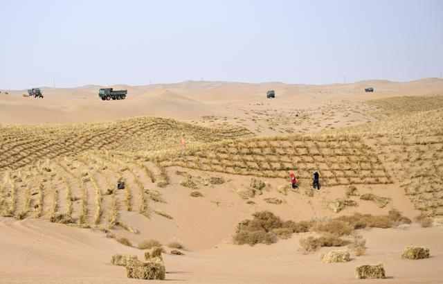 (260228) -- ALXA, Feb. 28, 2026 (Xinhua) -- Workers pave straw checkerboard barriers on sand in Ulan Buh Desert in Alxa League, north China's Inner Mongolia Autonomous Region, on Feb. 28, 2026.
  The Alxa league's sand prevention and control project of this year was launched on Saturday at Ulan Buh Desert, the eighth-largest in China. 
   Located in a key sand-control zone in northern China, Alxa League has implemented integrated sand-control measures combining engineering-based sand stabilization, biological treatment and ecosystems building. Over the past four decades, Alxa League has carried out sand prevention and control across nearly 100 million mu (6.67 million hectares) and will continue to contribute to building an ecological security barrier in northern China. (Xinhua/Bei He)