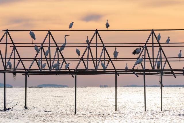 (260301) -- KISUMU, March 1, 2026 (Xinhua) -- Birds rest on a rack at Lake Victoria, in Kisumu, Kenya, Feb. 27, 2026. Kisumu, located on the shores of Lake Victoria in western Kenya, stands as the country's third-largest city. (Xinhua/Yan Yujing)