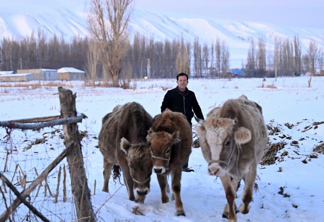 (260301) -- XINYUAN, March 1, 2026 (Xinhua) -- Musajan Khairat herds cattle in Xinyuan County of Ili Kazak Autonomous Prefecture, northwest China's Xinjiang Uygur Autonomous Region, Feb. 9, 2026.
  Musajan Khaira, a villager of Keregetas Village of Xinyuan County, is a deputy to the National People's Congress (NPC). After graduating from junior high school, he learned blacksmithing and welding skills and runs a welding workshop. In addition to pursuing a better life for his own family, Musajan also taught welding skills to villagers for free, helping local people to increase their incomes.
  As an NPC deputy, Musajan consistently focuses on the demands of local people. In response to villagers' concerns about difficulties in farmland irrigation and road accessibility, he presented a suggestion on construction of high-standard farmland at a ravine area in Xinyuan County. With his efforts, a high-standard farmland construction project was launched and drip irrigation facilities were promoted, making it easier for farmers to cultivate the land and ensuring more stable income growth.
  Musajan keeps concentrating on high-quality development of rural areas. He presented suggestions such as advancing the reconstruction and expansion of local airport, upgrading county roads, and protecting wetland ecosystems, to promote rural development and improve local people's well-being. (Xinhua/Wang Fei)