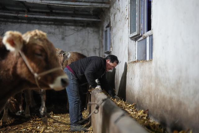 (260301) -- XINYUAN, March 1, 2026 (Xinhua) -- Musajan Khairat provides fodder to cattle at a shed in Xinyuan County of Ili Kazak Autonomous Prefecture, northwest China's Xinjiang Uygur Autonomous Region, Feb. 9, 2026.
  Musajan Khaira, a villager of Keregetas Village of Xinyuan County, is a deputy to the National People's Congress (NPC). After graduating from junior high school, he learned blacksmithing and welding skills and runs a welding workshop. In addition to pursuing a better life for his own family, Musajan also taught welding skills to villagers for free, helping local people to increase their incomes.
  As an NPC deputy, Musajan consistently focuses on the demands of local people. In response to villagers' concerns about difficulties in farmland irrigation and road accessibility, he presented a suggestion on construction of high-standard farmland at a ravine area in Xinyuan County. With his efforts, a high-standard farmland construction project was launched and drip irrigation facilities were promoted, making it easier for farmers to cultivate the land and ensuring more stable income growth.
  Musajan keeps concentrating on high-quality development of rural areas. He presented suggestions such as advancing the reconstruction and expansion of local airport, upgrading county roads, and protecting wetland ecosystems, to promote rural development and improve local people's well-being. (Xinhua/Xin Yuewei)