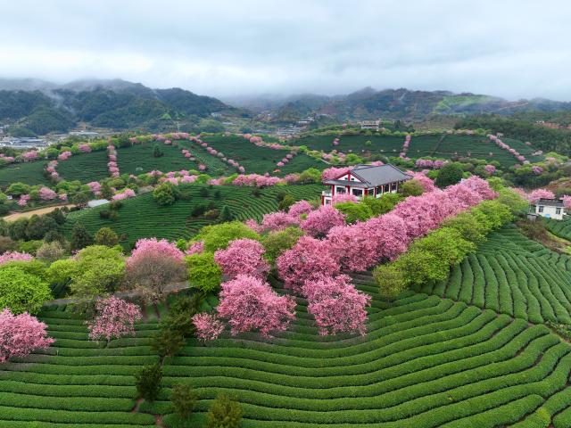 (260302) -- FUZHOU, March 2, 2026 (Xinhua) -- An aerial drone photo taken on Feb. 28, 2026 shows cherry blossoms at a tea garden in Yongfu Town of Zhangping City, southeast China's Fujian Province. In Fujian, tea gardens and mountainous areas adorned with cherry blossoms have surged in popularity as tourist destinations in early spring. Over recent years, the provincial forestry department has developed a diverse cherry blossom system featuring early, mid, and late flowering varieties, by making full use of native species and through years of introduction and cultivation. This system supports the growth of distinctive cherry blossom tourism and effectively energizes the region's "spring economy." (Xinhua/Jiang Kehong)