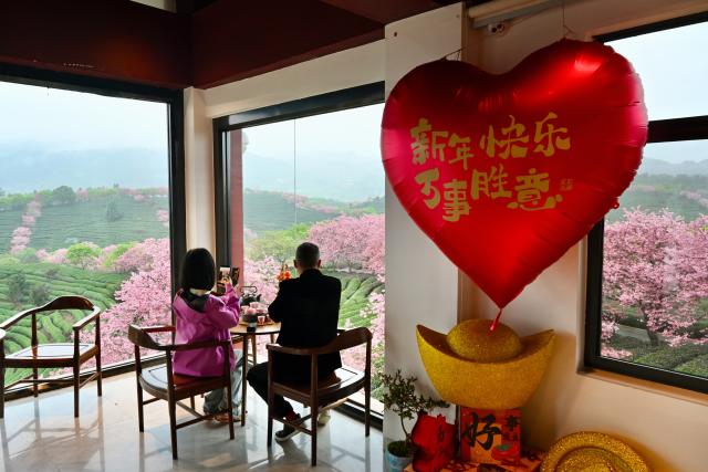 (260302) -- FUZHOU, March 2, 2026 (Xinhua) -- Tourists view cherry blossoms at a tea garden in Yongfu Town of Zhangping City, southeast China's Fujian Province on Feb. 28, 2026. In Fujian, tea gardens and mountainous areas adorned with cherry blossoms have surged in popularity as tourist destinations in early spring. Over recent years, the provincial forestry department has developed a diverse cherry blossom system featuring early, mid, and late flowering varieties, by making full use of native species and through years of introduction and cultivation. This system supports the growth of distinctive cherry blossom tourism and effectively energizes the region's "spring economy." (Xinhua/Jiang Kehong)