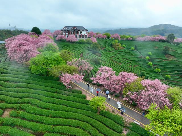 (260302) -- FUZHOU, March 2, 2026 (Xinhua) -- An aerial drone photo taken on Feb. 28, 2026 shows tourists viewing cherry blossoms at a tea garden in Yongfu Town of Zhangping City, southeast China's Fujian Province. In Fujian, tea gardens and mountainous areas adorned with cherry blossoms have surged in popularity as tourist destinations in early spring. Over recent years, the provincial forestry department has developed a diverse cherry blossom system featuring early, mid, and late flowering varieties, by making full use of native species and through years of introduction and cultivation. This system supports the growth of distinctive cherry blossom tourism and effectively energizes the region's "spring economy." (Xinhua/Jiang Kehong)