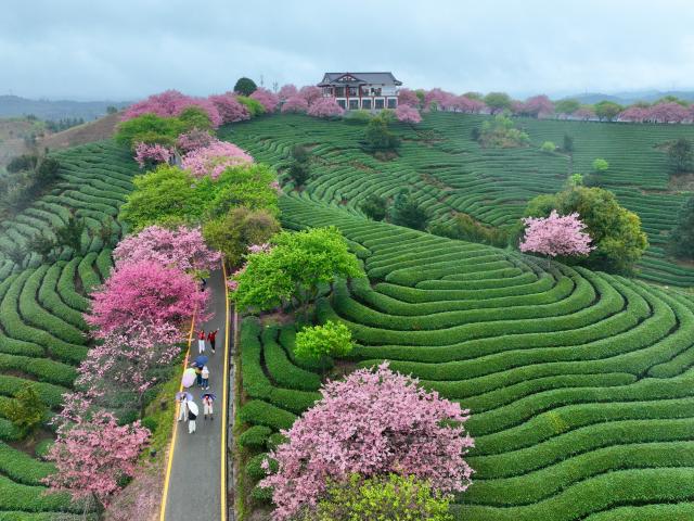 (260302) -- FUZHOU, March 2, 2026 (Xinhua) -- An aerial drone photo taken on Feb. 28, 2026 shows tourists viewing cherry blossoms at a tea garden in Yongfu Town of Zhangping City, southeast China's Fujian Province. In Fujian, tea gardens and mountainous areas adorned with cherry blossoms have surged in popularity as tourist destinations in early spring. Over recent years, the provincial forestry department has developed a diverse cherry blossom system featuring early, mid, and late flowering varieties, by making full use of native species and through years of introduction and cultivation. This system supports the growth of distinctive cherry blossom tourism and effectively energizes the region's "spring economy." (Xinhua/Jiang Kehong)