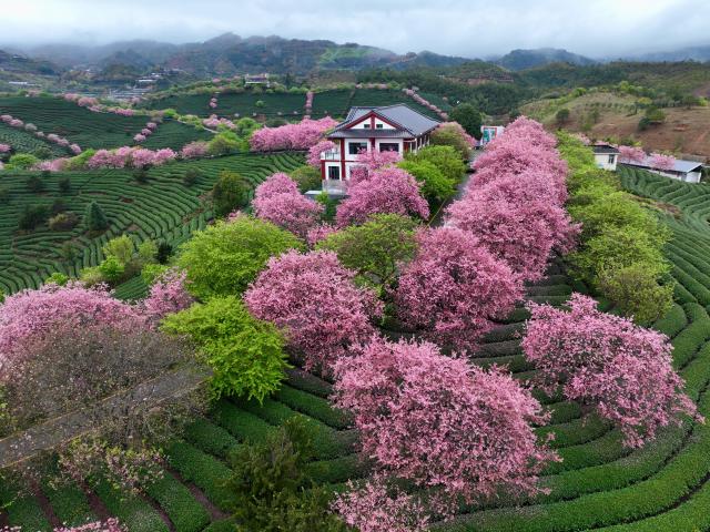 (260302) -- FUZHOU, March 2, 2026 (Xinhua) -- An aerial drone photo taken on Feb. 28, 2026 shows cherry blossoms at a tea garden in Yongfu Town of Zhangping City, southeast China's Fujian Province. In Fujian, tea gardens and mountainous areas adorned with cherry blossoms have surged in popularity as tourist destinations in early spring. Over recent years, the provincial forestry department has developed a diverse cherry blossom system featuring early, mid, and late flowering varieties, by making full use of native species and through years of introduction and cultivation. This system supports the growth of distinctive cherry blossom tourism and effectively energizes the region's "spring economy." (Xinhua/Jiang Kehong)