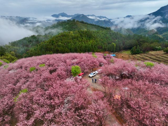 (260302) -- FUZHOU, March 2, 2026 (Xinhua) -- An aerial drone photo taken on Feb. 28, 2026 shows cherry blossoms in Wuling Township of Datian County, southeast China's Fujian Province. In Fujian, tea gardens and mountainous areas adorned with cherry blossoms have surged in popularity as tourist destinations in early spring. Over recent years, the provincial forestry department has developed a diverse cherry blossom system featuring early, mid, and late flowering varieties, by making full use of native species and through years of introduction and cultivation. This system supports the growth of distinctive cherry blossom tourism and effectively energizes the region's "spring economy." (Xinhua/Jiang Kehong)