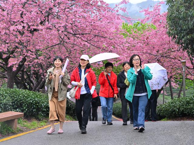 (260302) -- FUZHOU, March 2, 2026 (Xinhua) -- Tourists view cherry blossoms at a tea garden in Yongfu Town of Zhangping City, southeast China's Fujian Province on Feb. 28, 2026. In Fujian, tea gardens and mountainous areas adorned with cherry blossoms have surged in popularity as tourist destinations in early spring. Over recent years, the provincial forestry department has developed a diverse cherry blossom system featuring early, mid, and late flowering varieties, by making full use of native species and through years of introduction and cultivation. This system supports the growth of distinctive cherry blossom tourism and effectively energizes the region's "spring economy." (Xinhua/Jiang Kehong)