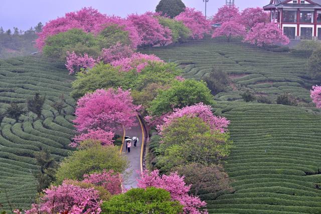 (260302) -- FUZHOU, March 2, 2026 (Xinhua) -- Tourists view cherry blossoms at a tea garden in Yongfu Town of Zhangping City, southeast China's Fujian Province on Feb. 28, 2026. In Fujian, tea gardens and mountainous areas adorned with cherry blossoms have surged in popularity as tourist destinations in early spring. Over recent years, the provincial forestry department has developed a diverse cherry blossom system featuring early, mid, and late flowering varieties, by making full use of native species and through years of introduction and cultivation. This system supports the growth of distinctive cherry blossom tourism and effectively energizes the region's "spring economy." (Xinhua/Jiang Kehong)