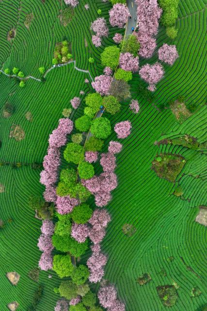 (260302) -- FUZHOU, March 2, 2026 (Xinhua) -- An aerial drone photo taken on Feb. 28, 2026 shows cherry blossoms at a tea garden in Yongfu Town of Zhangping City, southeast China's Fujian Province. In Fujian, tea gardens and mountainous areas adorned with cherry blossoms have surged in popularity as tourist destinations in early spring. Over recent years, the provincial forestry department has developed a diverse cherry blossom system featuring early, mid, and late flowering varieties, by making full use of native species and through years of introduction and cultivation. This system supports the growth of distinctive cherry blossom tourism and effectively energizes the region's "spring economy." (Xinhua/Jiang Kehong)