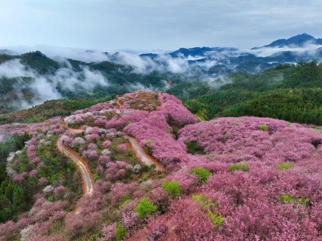 (260302) -- FUZHOU, March 2, 2026 (Xinhua) -- An aerial drone photo taken on Feb. 28, 2026 shows cherry blossoms in Wuling Township of Datian County, southeast China's Fujian Province. In Fujian, tea gardens and mountainous areas adorned with cherry blossoms have surged in popularity as tourist destinations in early spring. Over recent years, the provincial forestry department has developed a diverse cherry blossom system featuring early, mid, and late flowering varieties, by making full use of native species and through years of introduction and cultivation. This system supports the growth of distinctive cherry blossom tourism and effectively energizes the region's "spring economy." (Xinhua/Jiang Kehong)