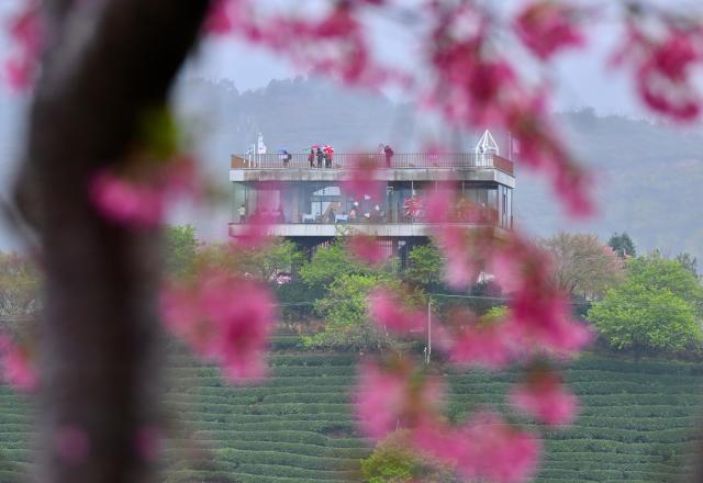 (260302) -- FUZHOU, March 2, 2026 (Xinhua) -- Tourists view cherry blossoms at a tea garden in Yongfu Town of Zhangping City, southeast China's Fujian Province on Feb. 28, 2026. In Fujian, tea gardens and mountainous areas adorned with cherry blossoms have surged in popularity as tourist destinations in early spring. Over recent years, the provincial forestry department has developed a diverse cherry blossom system featuring early, mid, and late flowering varieties, by making full use of native species and through years of introduction and cultivation. This system supports the growth of distinctive cherry blossom tourism and effectively energizes the region's "spring economy." (Xinhua/Jiang Kehong)