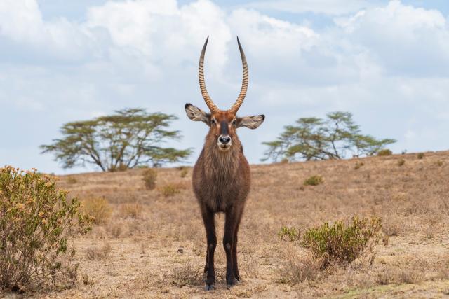 (260303) -- NAIROBI, March 3, 2026 (Xinhua) -- This photo taken on Feb. 1, 2026 shows a waterbuck on the Crescent Island in Lake Naivasha in Nakuru County, Kenya.
  Kenya, located in East Africa, is home to dozens of national parks and reserves. 
  World Wildlife Day, which is observed annually on March 3, was established by the United Nations in 2013 to raise awareness and celebrate the contributions of wild animals and plant species to human survival. (Xinhua/Xie Jianfei)