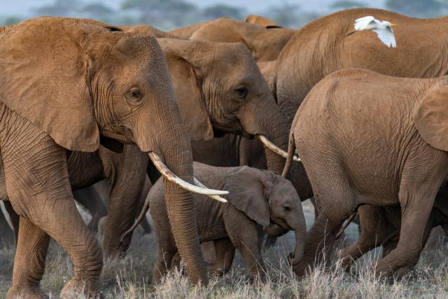 (260303) -- NAIROBI, March 3, 2026 (Xinhua) -- This photo taken on Jan. 8, 2026 shows elephants at the Amboseli National Park in Kajiado County, Kenya.
  Kenya, located in East Africa, is home to dozens of national parks and reserves. 
  World Wildlife Day, which is observed annually on March 3, was established by the United Nations in 2013 to raise awareness and celebrate the contributions of wild animals and plant species to human survival. (Xinhua/Xie Jianfei)