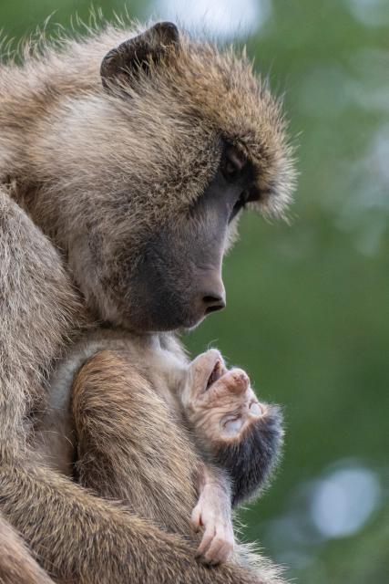 (260303) -- NAIROBI, March 3, 2026 (Xinhua) -- This photo taken on Jan. 7, 2026 shows baboons at the Amboseli National Park in Kajiado County, Kenya.
  Kenya, located in East Africa, is home to dozens of national parks and reserves. 
  World Wildlife Day, which is observed annually on March 3, was established by the United Nations in 2013 to raise awareness and celebrate the contributions of wild animals and plant species to human survival. (Xinhua/Xie Jianfei)