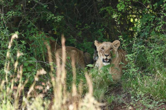 (260303) -- NAIROBI, March 3, 2026 (Xinhua) -- This photo taken on Feb. 26, 2026 shows a lion at the Nairobi National Park in Nairobi, capital of Kenya.
  Kenya, located in East Africa, is home to dozens of national parks and reserves. 
  World Wildlife Day, which is observed annually on March 3, was established by the United Nations in 2013 to raise awareness and celebrate the contributions of wild animals and plant species to human survival. (Xinhua/Geng Xinning)