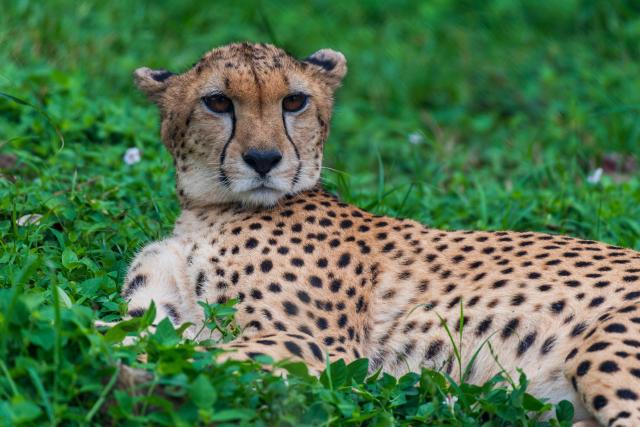 (260303) -- NAIROBI, March 3, 2026 (Xinhua) -- This photo taken on Feb. 28, 2026 shows a cheetah within the Kisumu impala sanctuary in Kisumu County, Kenya.
  Kenya, located in East Africa, is home to dozens of national parks and reserves. 
  World Wildlife Day, which is observed annually on March 3, was established by the United Nations in 2013 to raise awareness and celebrate the contributions of wild animals and plant species to human survival. (Xinhua/Xie Jianfei)