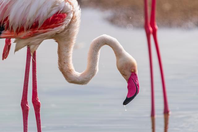 (260303) -- NAIROBI, March 3, 2026 (Xinhua) -- This photo taken on March 2, 2026 shows a flamingo at the Lake Nakuru National Park in Nakuru County, Kenya.
  Kenya, located in East Africa, is home to dozens of national parks and reserves. 
  World Wildlife Day, which is observed annually on March 3, was established by the United Nations in 2013 to raise awareness and celebrate the contributions of wild animals and plant species to human survival. (Xinhua/Xie Jianfei)