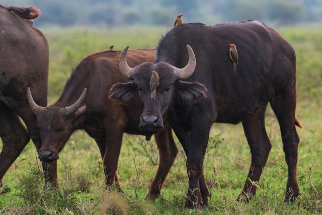 (260303) -- NAIROBI, March 3, 2026 (Xinhua) -- This photo taken on March 2, 2026 shows buffalos at the Lake Nakuru National Park in Nakuru County, Kenya.
  Kenya, located in East Africa, is home to dozens of national parks and reserves. 
  World Wildlife Day, which is observed annually on March 3, was established by the United Nations in 2013 to raise awareness and celebrate the contributions of wild animals and plant species to human survival. (Xinhua/Zheng Mengyu)