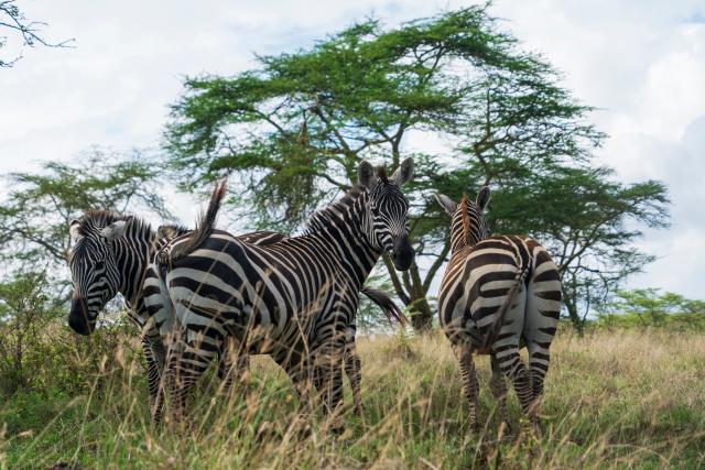 (260303) -- NAIROBI, March 3, 2026 (Xinhua) -- This photo taken on March 2, 2026 shows a herd of zebras at the Lake Nakuru National Park in Nakuru County, Kenya.
  Kenya, located in East Africa, is home to dozens of national parks and reserves. 
  World Wildlife Day, which is observed annually on March 3, was established by the United Nations in 2013 to raise awareness and celebrate the contributions of wild animals and plant species to human survival. (Xinhua/Zheng Mengyu)