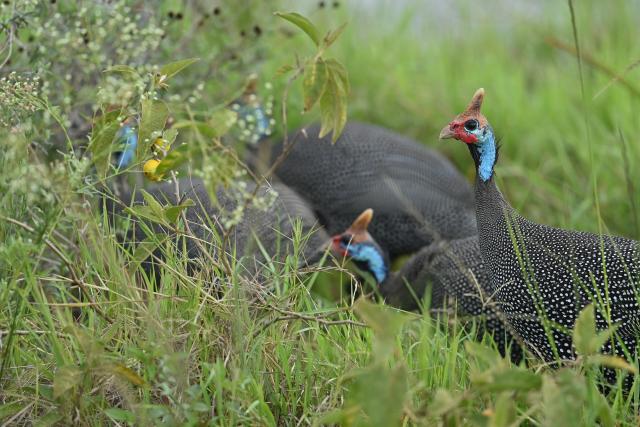 (260303) -- NAIROBI, March 3, 2026 (Xinhua) -- This photo taken on Feb. 26, 2026 shows guinea fowls at the Nairobi National Park in Nairobi, capital of Kenya.
  Kenya, located in East Africa, is home to dozens of national parks and reserves. 
  World Wildlife Day, which is observed annually on March 3, was established by the United Nations in 2013 to raise awareness and celebrate the contributions of wild animals and plant species to human survival. (Xinhua/Liu Qiong)