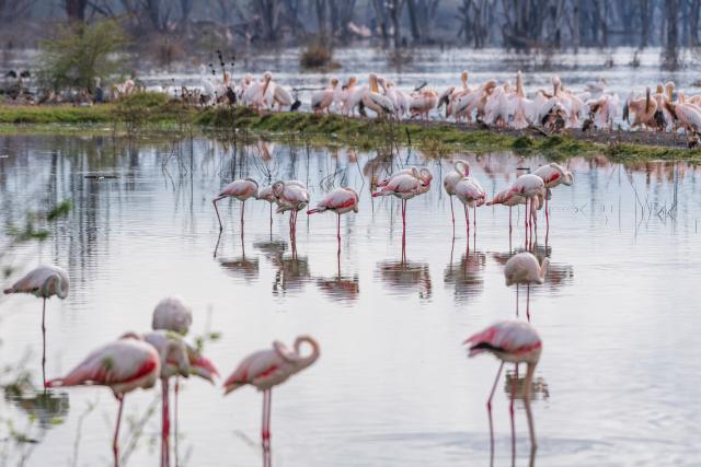 (260303) -- NAIROBI, March 3, 2026 (Xinhua) -- This photo taken on March 2, 2026 shows flamingos at the Lake Nakuru National Park in Nakuru County, Kenya.
  Kenya, located in East Africa, is home to dozens of national parks and reserves. 
  World Wildlife Day, which is observed annually on March 3, was established by the United Nations in 2013 to raise awareness and celebrate the contributions of wild animals and plant species to human survival. (Xinhua/Yan Yujing)