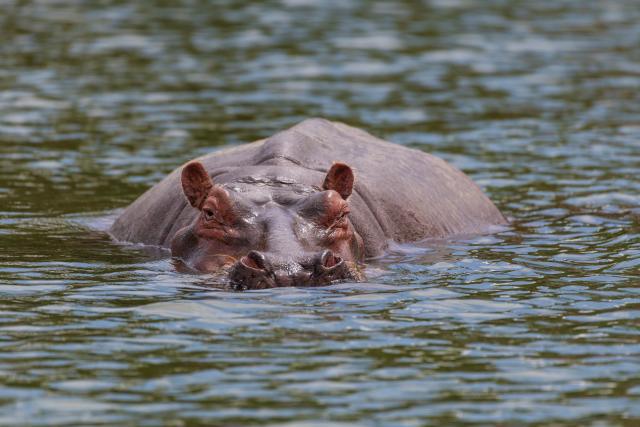 (260303) -- NAIROBI, March 3, 2026 (Xinhua) -- This photo taken on Feb. 1, 2026 shows a hippo in Lake Naivasha in Nakuru County, Kenya.
  Kenya, located in East Africa, is home to dozens of national parks and reserves. 
  World Wildlife Day, which is observed annually on March 3, was established by the United Nations in 2013 to raise awareness and celebrate the contributions of wild animals and plant species to human survival. (Xinhua/Xie Jianfei)