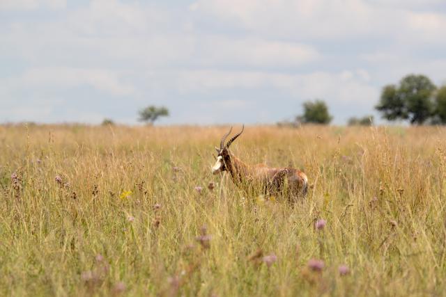 (260303) -- PRETORIA, March 3, 2026 (Xinhua) -- A blesbok (damaliscus pygargus) is seen at Rietvlei Nature Reserve in Pretoria, South Africa, Feb. 25, 2026.
  World Wildlife Day, which is observed annually on March 3, was established by the United Nations in 2013 to raise awareness and celebrate the contributions of wild animals and plant species to human survival. (Xinhua/Chen Wei)