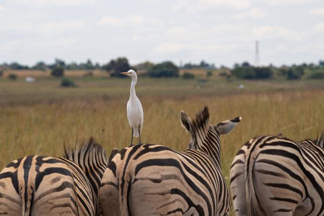 (260303) -- PRETORIA, March 3, 2026 (Xinhua) -- An egret rests on a zebra at Rietvlei Nature Reserve in Pretoria, South Africa, Feb. 25, 2026.
  World Wildlife Day, which is observed annually on March 3, was established by the United Nations in 2013 to raise awareness and celebrate the contributions of wild animals and plant species to human survival. (Xinhua/Chen Wei)