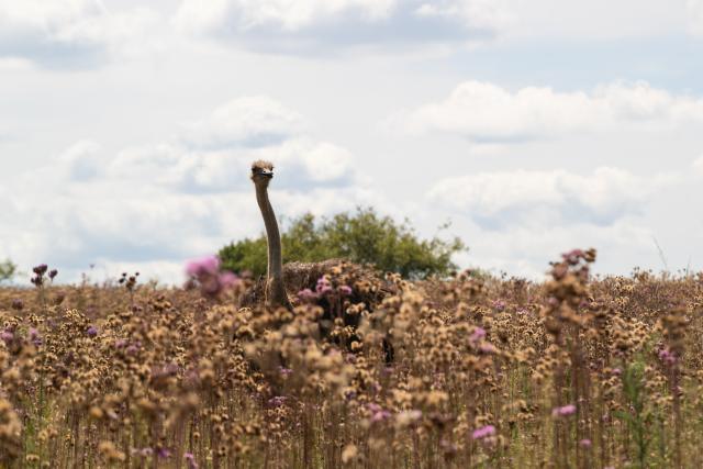(260303) -- PRETORIA, March 3, 2026 (Xinhua) -- An ostrich is seen at Rietvlei Nature Reserve in Pretoria, South Africa, Feb. 25, 2026.
  World Wildlife Day, which is observed annually on March 3, was established by the United Nations in 2013 to raise awareness and celebrate the contributions of wild animals and plant species to human survival. (Xinhua/Chen Wei)