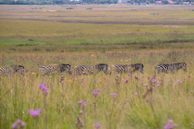 (260303) -- PRETORIA, March 3, 2026 (Xinhua) -- Zebras are seen at Rietvlei Nature Reserve in Pretoria, South Africa, Feb. 25, 2026.
  World Wildlife Day, which is observed annually on March 3, was established by the United Nations in 2013 to raise awareness and celebrate the contributions of wild animals and plant species to human survival. (Xinhua/Chen Wei)
