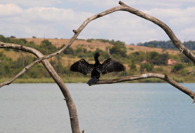 (260303) -- PRETORIA, March 3, 2026 (Xinhua) -- A cormorant is seen at Rietvlei Nature Reserve in Pretoria, South Africa, Feb. 25, 2026.
  World Wildlife Day, which is observed annually on March 3, was established by the United Nations in 2013 to raise awareness and celebrate the contributions of wild animals and plant species to human survival. (Xinhua/Chen Wei)