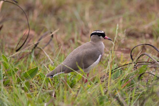 (260303) -- PRETORIA, March 3, 2026 (Xinhua) -- A lapwing (vanellus cayanus) is seen at Rietvlei Nature Reserve in Pretoria, South Africa, Feb. 25, 2026.
  World Wildlife Day, which is observed annually on March 3, was established by the United Nations in 2013 to raise awareness and celebrate the contributions of wild animals and plant species to human survival. (Xinhua/Chen Wei)