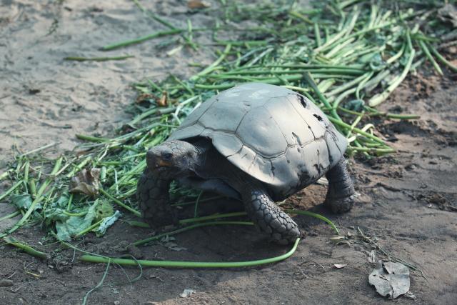 (260303) -- YANGON, March 3, 2026 (Xinhua) -- A tortoise is seen at Hlawga Park in Yangon, Myanmar, March 1, 2026. TO GO WITH "Feature: Protecting nature, preserving life: Myanmar observes World Wildlife Day" (Xinhua/Myo Kyaw Soe)
