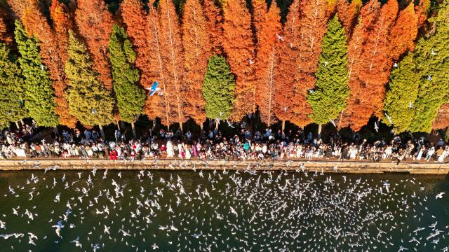 (260303) -- BEIJING, March 3, 2026 (Xinhua) -- An aerial drone photo taken on Dec. 10, 2025 shows tourists feeding black-headed gulls at the Haihong Wetland Park by the Dianchi Lake in Kunming, southwest China's Yunnan Province. (Xinhua/Peng Yikai)