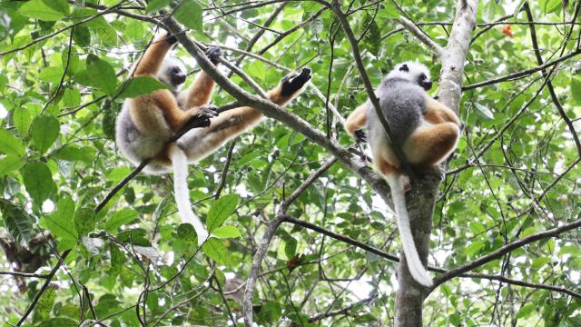 (260303) -- ANTANANARIVO, March 3, 2026 (Xinhua) -- Diademed sifakas, a species of lemur, are seen at Andasibe National Park in Madagascar, March 1, 2026. As the world's fourth-largest island, Madagascar is home to a unique ecosystem and an extraordinary variety of plant and animal species, with lemurs among the most distinctive representatives of the country's biodiversity. Scientists have identified more than 100 species of lemurs in Madagascar. (Xinhua/Chen Shaohua)