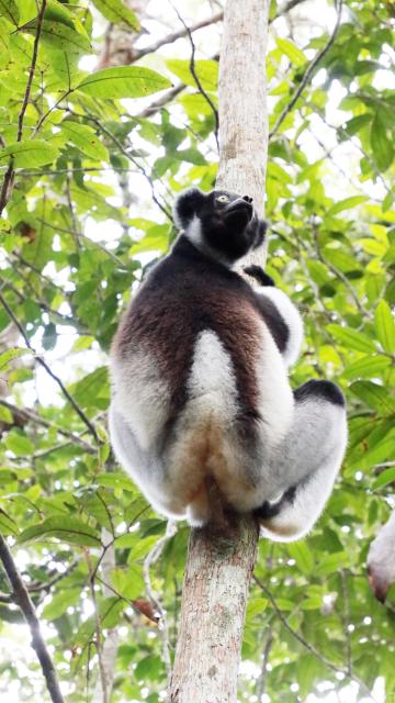 (260303) -- ANTANANARIVO, March 3, 2026 (Xinhua) -- A lemur is seen at Andasibe National Park in Madagascar, March 1, 2026. As the world's fourth-largest island, Madagascar is home to a unique ecosystem and an extraordinary variety of plant and animal species, with lemurs among the most distinctive representatives of the country's biodiversity. Scientists have identified more than 100 species of lemurs in Madagascar. (Xinhua/Chen Shaohua)