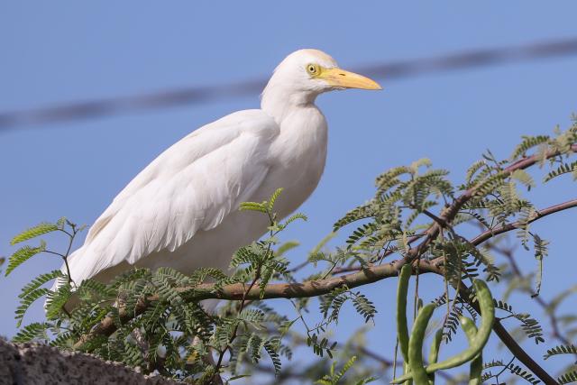 (260304) -- PRAIA, March 4, 2026 (Xinhua) -- An egret is pictured on Santiago Island, Cape Verde, March 2, 2026. World Wildlife Day, which is observed annually on March 3, was established by the United Nations in 2013 to raise awareness and celebrate the contributions of wild animals and plant species to human survival. (Photo by Elton Monteiro/Xinhua)