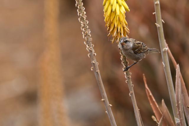 (260304) -- PRAIA, March 4, 2026 (Xinhua) -- A sparrow forages for food on Santiago Island, Cape Verde, Feb. 27, 2026. World Wildlife Day, which is observed annually on March 3, was established by the United Nations in 2013 to raise awareness and celebrate the contributions of wild animals and plant species to human survival. (Photo by Elton Monteiro/Xinhua)