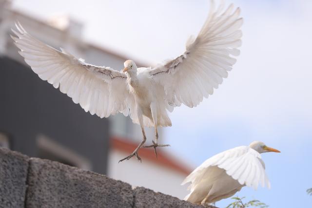 (260304) -- PRAIA, March 4, 2026 (Xinhua) -- Egrets are pictured on Santiago Island, Cape Verde, March 2, 2026. World Wildlife Day, which is observed annually on March 3, was established by the United Nations in 2013 to raise awareness and celebrate the contributions of wild animals and plant species to human survival. (Photo by Elton Monteiro/Xinhua)