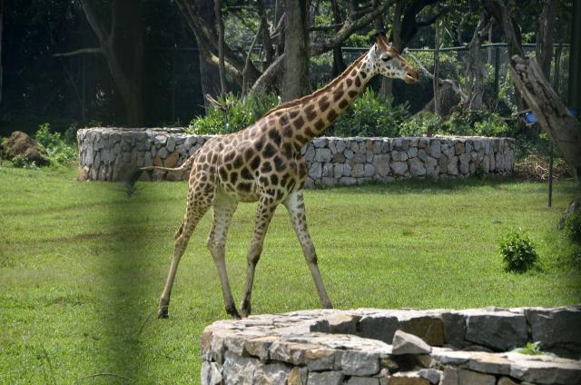 (260304) -- ENTEBBE, March 4, 2026 (Xinhua) -- This photo taken on March 3, 2026 shows a giraffe ambling at the Uganda Wildlife Conservation Education Centre in Entebbe, Uganda.
  World Wildlife Day, which is observed annually on March 3, was established by the United Nations in 2013 to raise awareness and celebrate the contributions of wild animals and plant species to human survival. (Photo by Nicholas Kajoba/Xinhua)