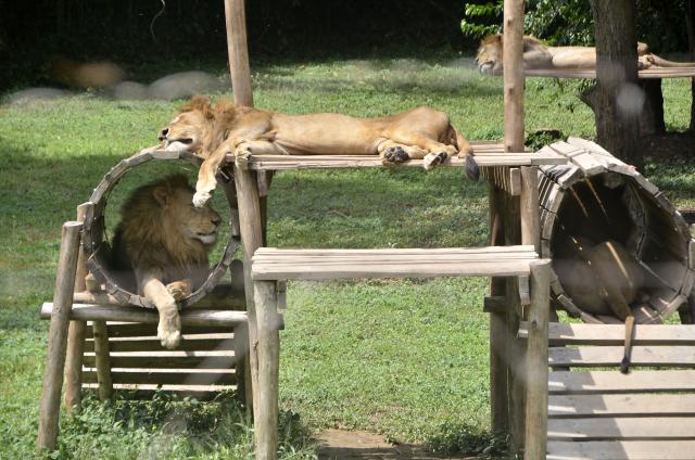 (260304) -- ENTEBBE, March 4, 2026 (Xinhua) -- This photo taken on March 3, 2026 shows lions at the Uganda Wildlife Conservation Education Centre in Entebbe, Uganda.
  World Wildlife Day, which is observed annually on March 3, was established by the United Nations in 2013 to raise awareness and celebrate the contributions of wild animals and plant species to human survival. (Photo by Nicholas Kajoba/Xinhua)