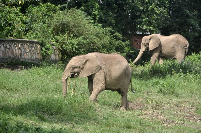 (260304) -- ENTEBBE, March 4, 2026 (Xinhua) -- This photo taken on March 3, 2026 shows elephants ambling in a reserve area at the Uganda Wildlife Conservation Education Centre in Entebbe, Uganda.
  World Wildlife Day, which is observed annually on March 3, was established by the United Nations in 2013 to raise awareness and celebrate the contributions of wild animals and plant species to human survival. (Photo by Nicholas Kajoba/Xinhua)