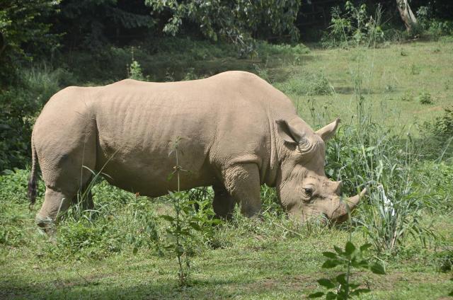 (260304) -- ENTEBBE, March 4, 2026 (Xinhua) -- This photo taken on March 3, 2026 shows a white rhino grazing at the Uganda Wildlife Conservation Education Centre in Entebbe, Uganda.
  World Wildlife Day, which is observed annually on March 3, was established by the United Nations in 2013 to raise awareness and celebrate the contributions of wild animals and plant species to human survival. (Photo by Nicholas Kajoba/Xinhua)