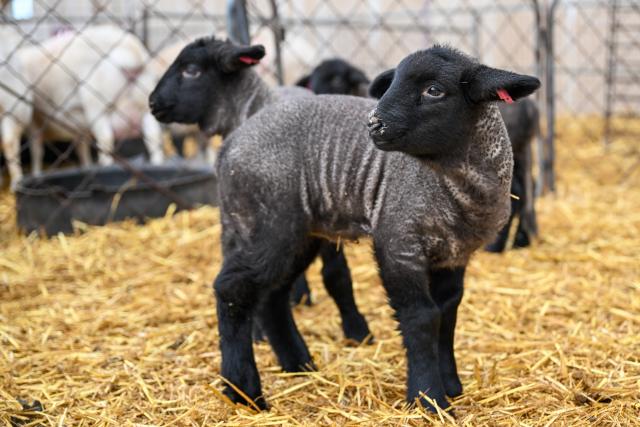 (260304) -- MANAS, March 4, 2026 (Xinhua) -- This photo taken on March 3, 2026 shows lambs at a sheepfold in Manas County of Changji Hui Autonomous Prefecture, northwest China's Xinjiang Uygur Autonomous Region.
  Pastoral areas of Xinjiang welcome the lambing season. In Manas County of Changji Hui Autonomous Prefecture, about 180,000 breeding ewes have so far given birth to some 130,000 lambs, and lambing is expected to continue until early April.
  In recent years, Manas has stepped up the improvement of sheep breeding to boost productivity, survival rate and meat quality. By shortening the time to market and increasing value added, improved breeds have become a key driver of industrial efficiency and higher incomes for local herders. (Xinhua/Ding Lei)