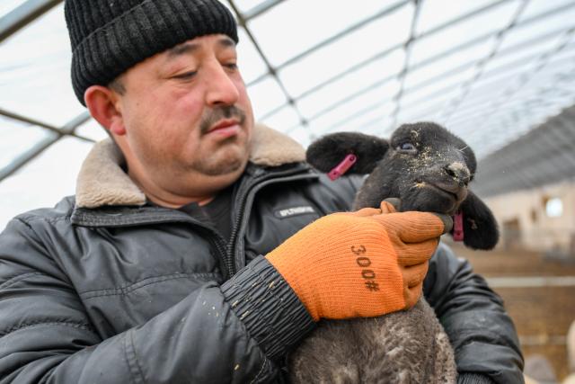 (260304) -- MANAS, March 4, 2026 (Xinhua) -- A staff member checks the condition of a lamb at a sheepfold in Manas County of Changji Hui Autonomous Prefecture, northwest China's Xinjiang Uygur Autonomous Region, on March 3, 2026.
  Pastoral areas of Xinjiang welcome the lambing season. In Manas County of Changji Hui Autonomous Prefecture, about 180,000 breeding ewes have so far given birth to some 130,000 lambs, and lambing is expected to continue until early April.
  In recent years, Manas has stepped up the improvement of sheep breeding to boost productivity, survival rate and meat quality. By shortening the time to market and increasing value added, improved breeds have become a key driver of industrial efficiency and higher incomes for local herders. (Xinhua/Ding Lei)