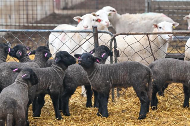 (260304) -- MANAS, March 4, 2026 (Xinhua) -- This photo taken on March 3, 2026 shows lambs (front) at a sheepfold in Manas County of Changji Hui Autonomous Prefecture, northwest China's Xinjiang Uygur Autonomous Region.
  Pastoral areas of Xinjiang welcome the lambing season. In Manas County of Changji Hui Autonomous Prefecture, about 180,000 breeding ewes have so far given birth to some 130,000 lambs, and lambing is expected to continue until early April.
  In recent years, Manas has stepped up the improvement of sheep breeding to boost productivity, survival rate and meat quality. By shortening the time to market and increasing value added, improved breeds have become a key driver of industrial efficiency and higher incomes for local herders. (Xinhua/Ding Lei)