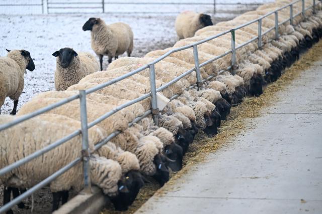 (260304) -- MANAS, March 4, 2026 (Xinhua) -- This photo taken on March 3, 2026 shows sheep at a sheepfold in Manas County of Changji Hui Autonomous Prefecture, northwest China's Xinjiang Uygur Autonomous Region.
  Pastoral areas of Xinjiang welcome the lambing season. In Manas County of Changji Hui Autonomous Prefecture, about 180,000 breeding ewes have so far given birth to some 130,000 lambs, and lambing is expected to continue until early April.
  In recent years, Manas has stepped up the improvement of sheep breeding to boost productivity, survival rate and meat quality. By shortening the time to market and increasing value added, improved breeds have become a key driver of industrial efficiency and higher incomes for local herders. (Xinhua/Ding Lei)