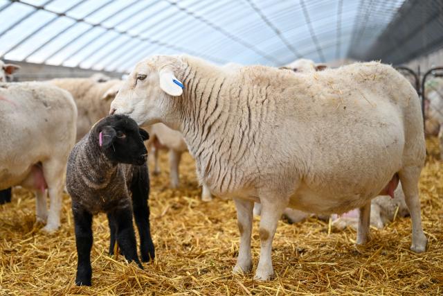 (260304) -- MANAS, March 4, 2026 (Xinhua) -- This photo taken on March 3, 2026 shows a lamb (L) standing beside a ewe at a sheepfold in Manas County of Changji Hui Autonomous Prefecture, northwest China's Xinjiang Uygur Autonomous Region.
  Pastoral areas of Xinjiang welcome the lambing season. In Manas County of Changji Hui Autonomous Prefecture, about 180,000 breeding ewes have so far given birth to some 130,000 lambs, and lambing is expected to continue until early April.
  In recent years, Manas has stepped up the improvement of sheep breeding to boost productivity, survival rate and meat quality. By shortening the time to market and increasing value added, improved breeds have become a key driver of industrial efficiency and higher incomes for local herders. (Xinhua/Ding Lei)